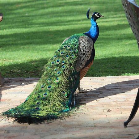 Argyll B&B Oudtshoorn Dış mekan fotoğraf