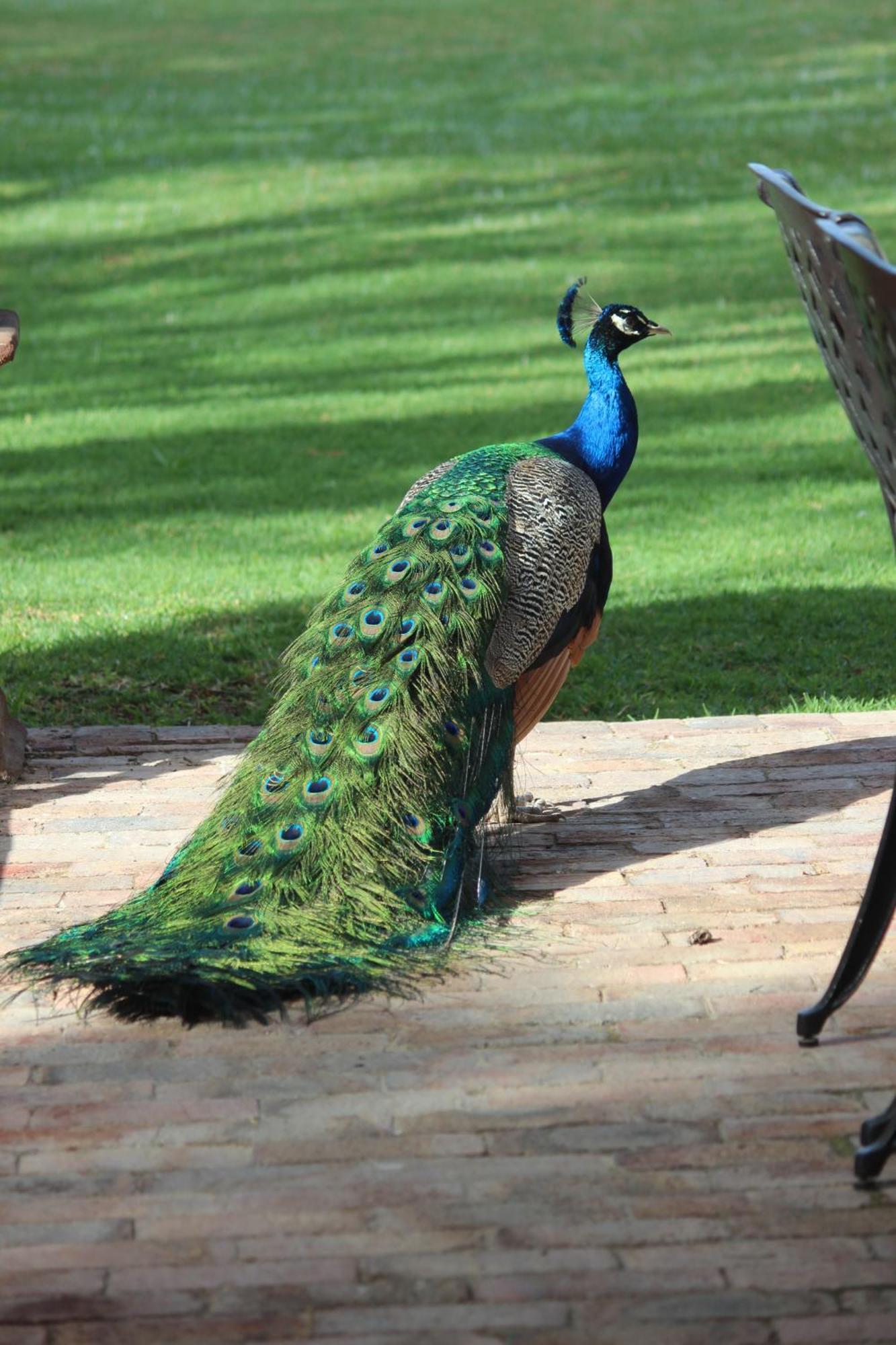 Argyll B&B Oudtshoorn Dış mekan fotoğraf